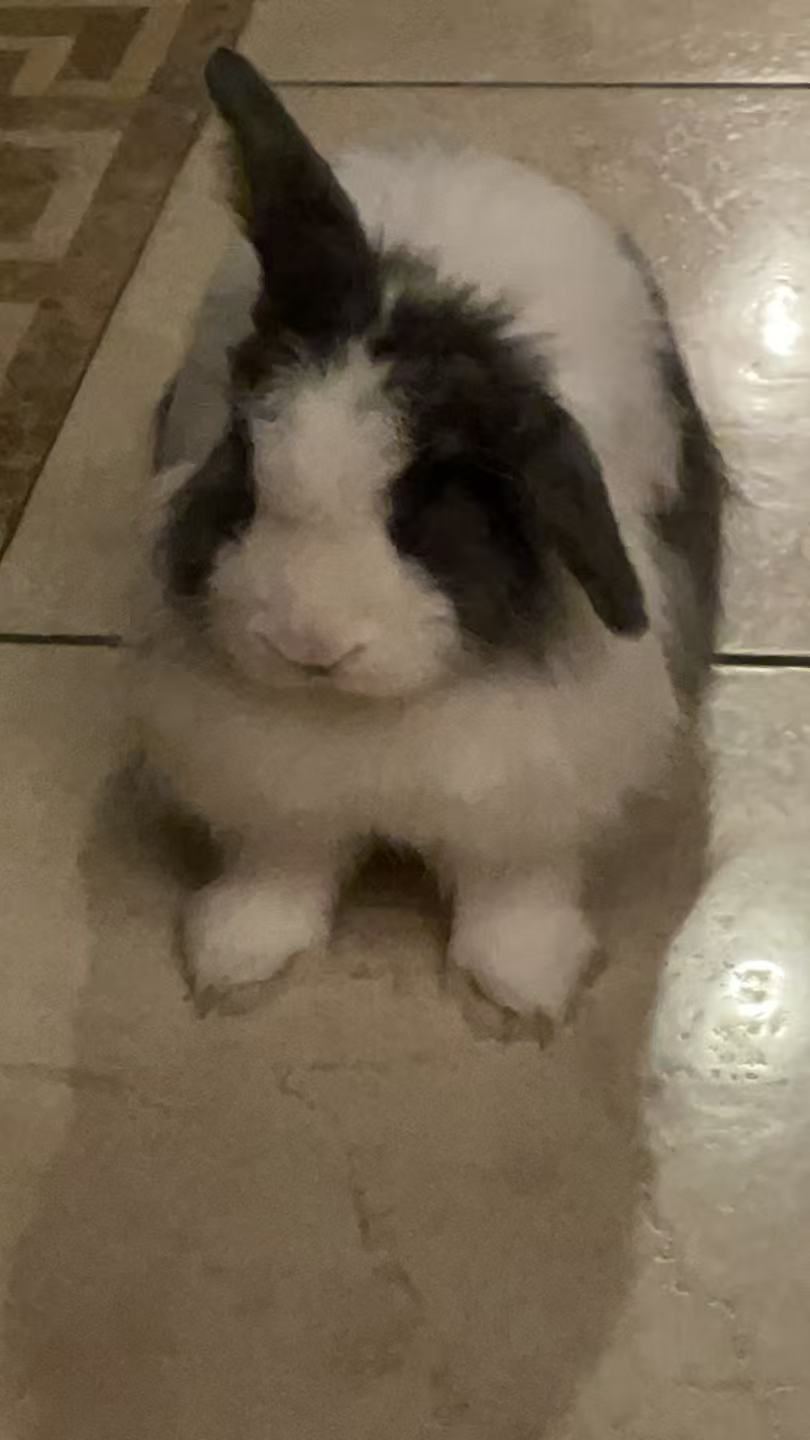 A beloved pet rabbit